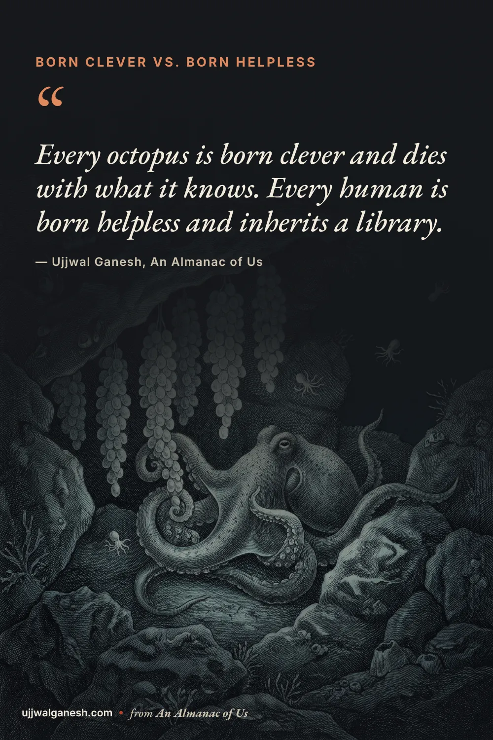 Dark engraving of a mother octopus guarding strings of eggs in an underwater crevice, with a quote about octopuses dying with what they know and humans inheriting a library.